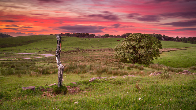 The Cat and Fiddle