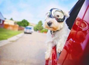 west highland white terrier with goggles on riding in a car with the window down through an urban city neighborhood on a warm sunny summer day dog in car looking out window