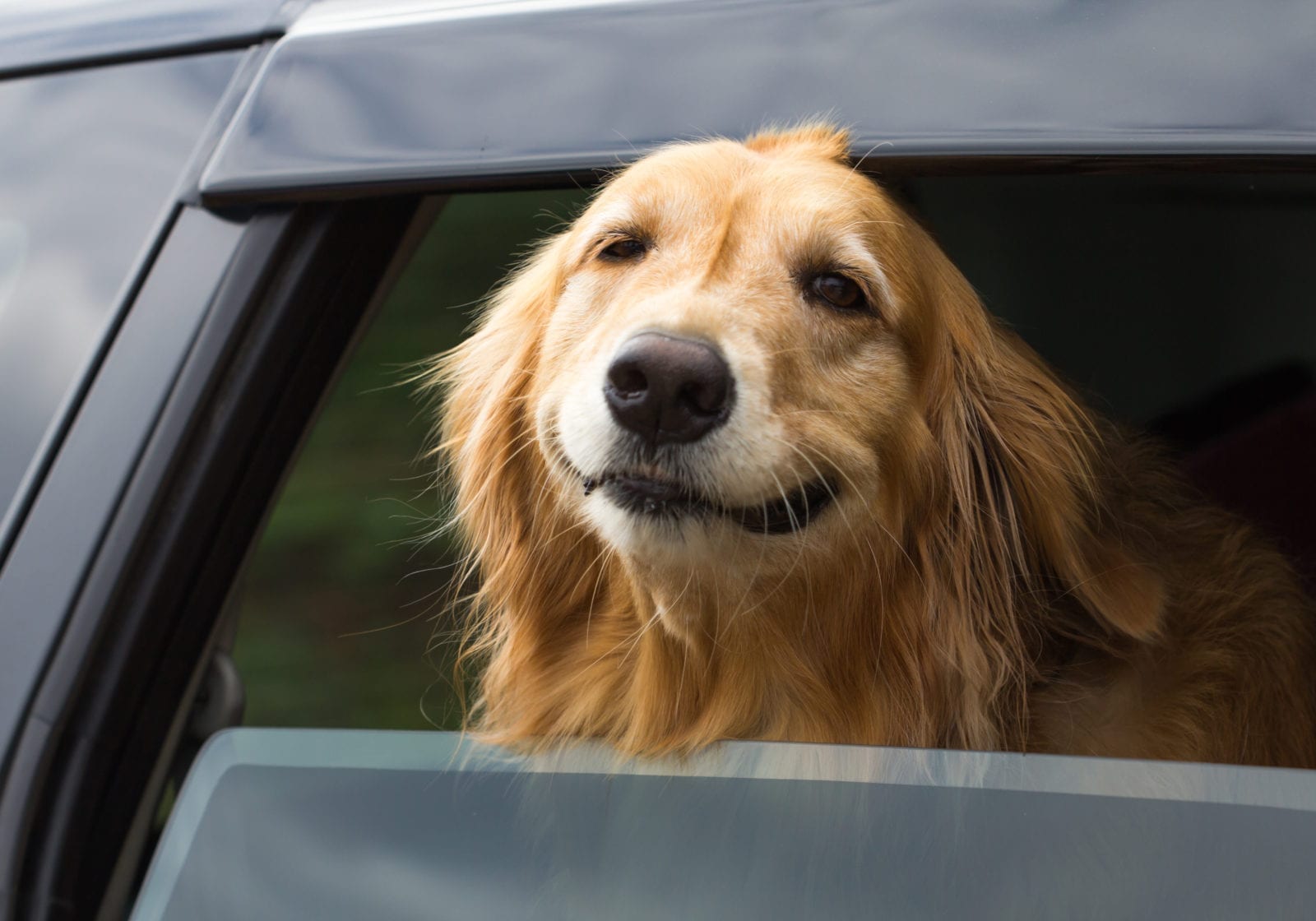 illegal to drive with dog in car