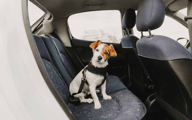 dog sitting in car with seatbelt on