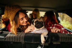 pug in car