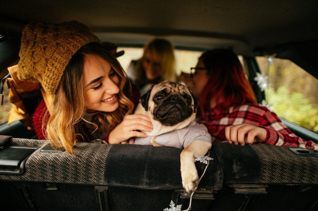 best cars for dogs