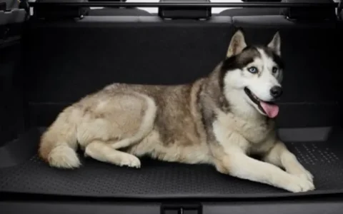 Dog in the boot of a Duster